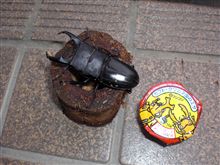 オオクワがやってきた～
