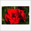 薔薇
