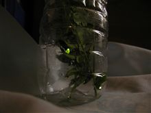 点灯中（蛍）