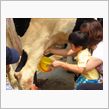 ふれあい牧場オフ　～乳搾り体験付き～