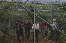 恐怖の伝言　さくらんぼ狩りオフ