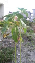 夏の花