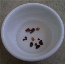 朝顔観察日記 1