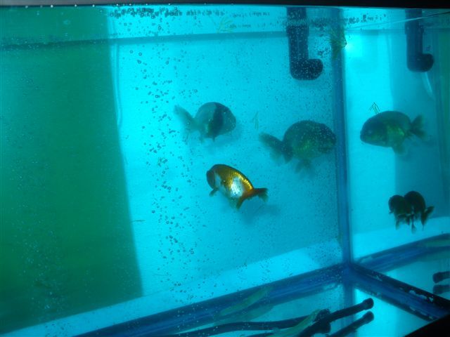 我が家の金魚が続々と もみじrunちゅう 元 紅葉32 のブログ 空が好き 星空も好き みんカラ 我が家の金魚が続々と もみじrunちゅう 元 紅葉32 のブログ 空が好き 星空も好き みんカラ