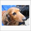 愛犬です。(*^^)v