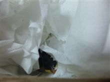 ピイちゃんが