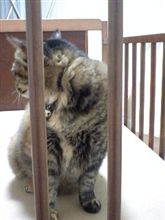 ね、眠い…