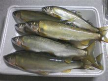 鮎といえば 筑後川