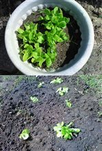 植え替え