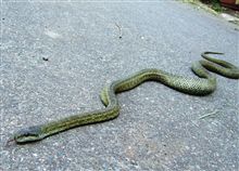 女性をトリコにする男の武器ランキング！