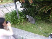 ネコ&#215;化け猫?