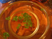 メダカと思ったら、カダヤシ(蚊絶やし)でした・・ メダカと思ったら、カダヤシ(蚊絶やし)でした・・