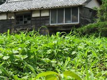 夏の散歩