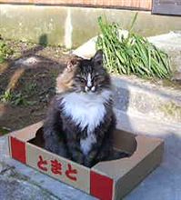 悲しいゎ