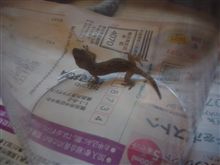 CG動画