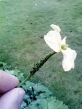 ニガウリ夫人