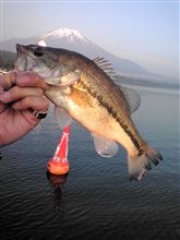 癒されるはずの山中湖が・・・ 癒されるはずの山中湖が・・・