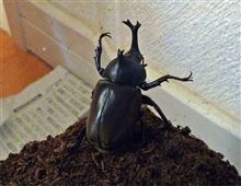 カブトムシ