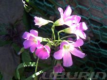 名も無き花と、mochaさんの。。。
