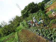 じゃがいも堀り