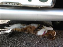 にゃーが、うにゃー