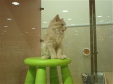 ねこみた２