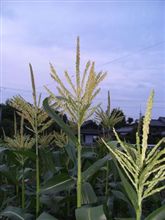 この時期の雷雨に備えて