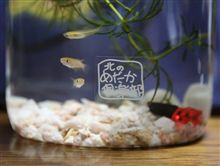 楊貴妃が我が家へ♪