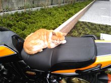 にゃんこ