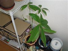 さあさあ、お掃除です