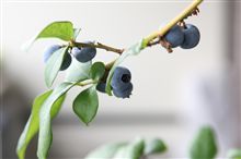 収穫