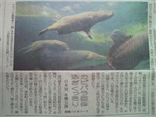 カピバラは泳ぎ上手？！