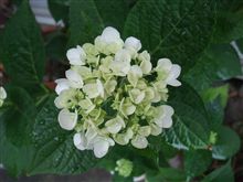 紫陽花