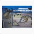 アマガエル