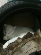 ウフフ