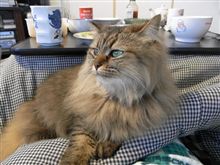 捨て犬の里親捜しと我が家の猫たち　　猫を飼うと女性にもてる！？