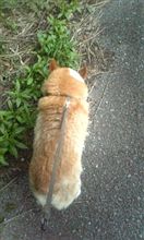 レースプ忘れた