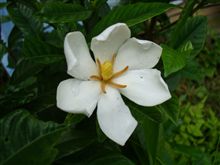 くちなしの花