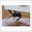 カブトムシぃw(&#176;0&#176;)w！！！(続き)