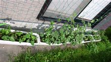 1週間ブリ 1週間ブリ