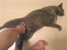 コイツこれでいいのか?