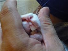 虫歯チェック！