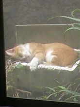 癒される～o(≧∇≦o)
