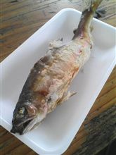 鮎の塩焼き～♪