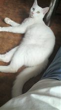 蝉 蝉