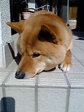 むだ むだ