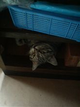 そろそろ林道デビューかな