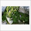 山の花 写真集