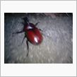 ◆◆カブトムシ売ってるね～◆◆
