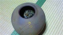 壺猫～(笑)